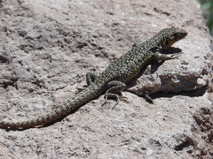 Liolaemus constanzae