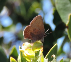 Callophrys augustinus iroides