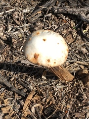 Battarreoides diguetii