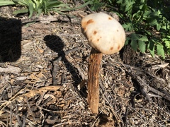 Battarreoides diguetii