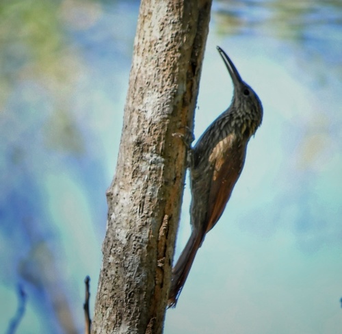 Xiphorhynchus flavigaster