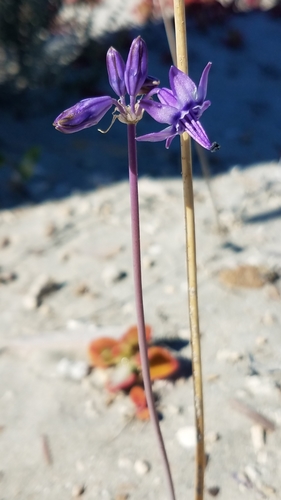 Image of Triteleiopsis palmeri by (c) Alan Rockefeller, some rights reserved (CC BY)