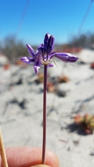 Triteleiopsis palmeri