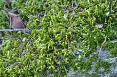 Antitrichia curtipendula