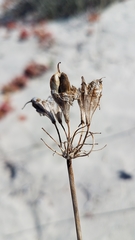 Triteleiopsis palmeri