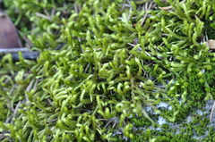 Antitrichia curtipendula