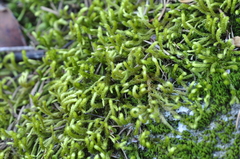 Antitrichia curtipendula