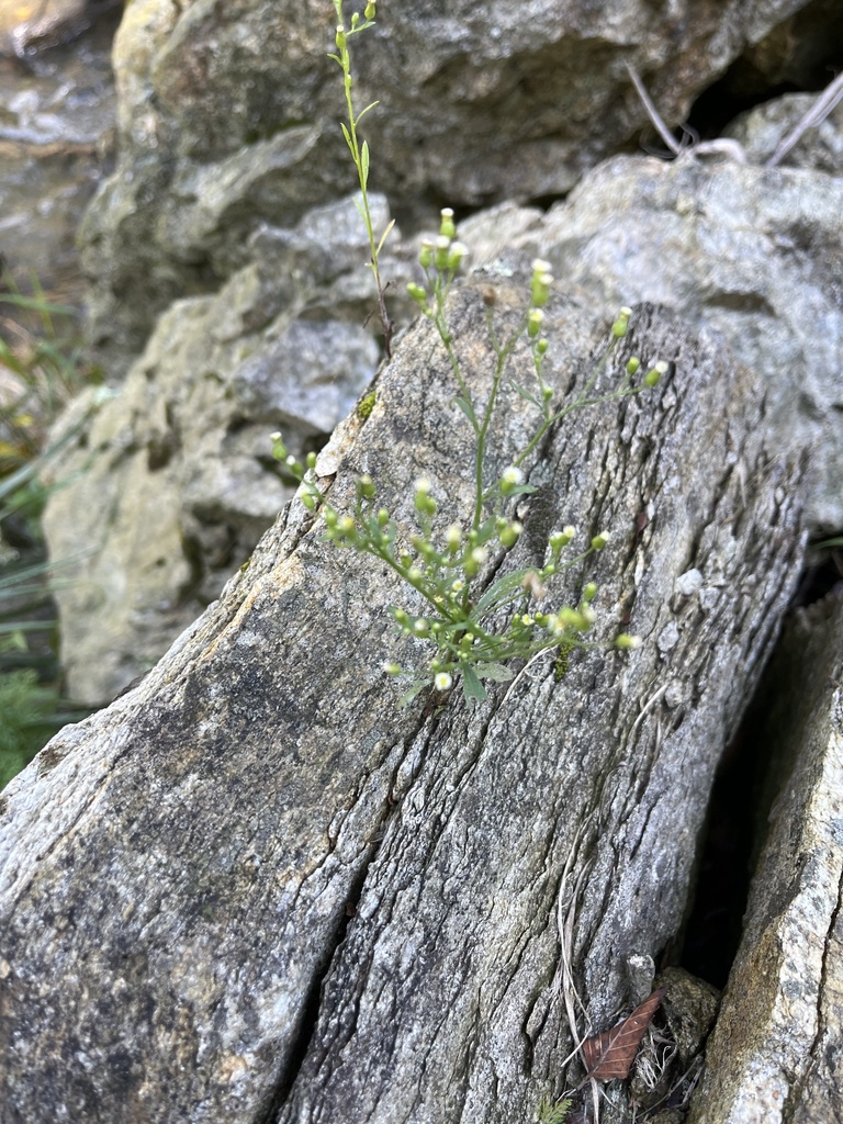 horseweed from Durham Central Park, Boone, NC, US on September 28, 2023