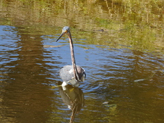 Egretta tricolor image