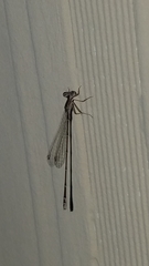 Nehalennia pallidula