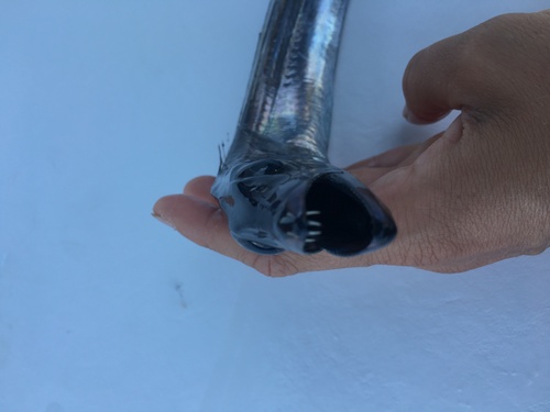 Black scabbardfish (Lepidopus fitchi) — Trichiuridae — 2