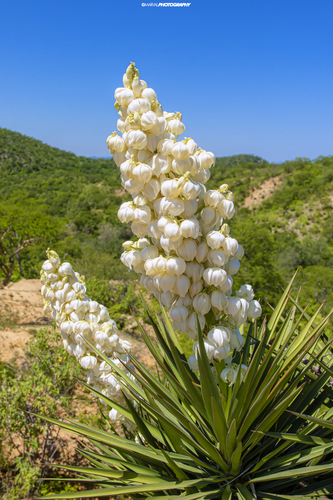 Yucca capensis
