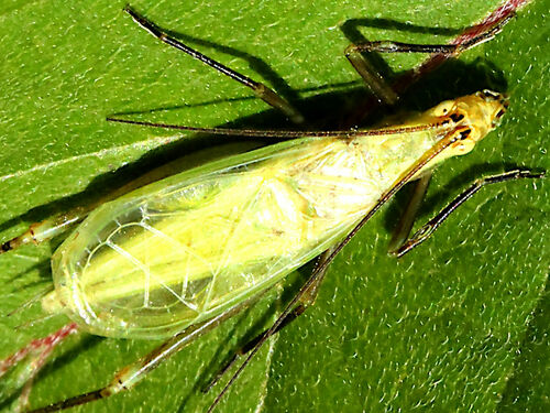 Forbes’s tree cricket