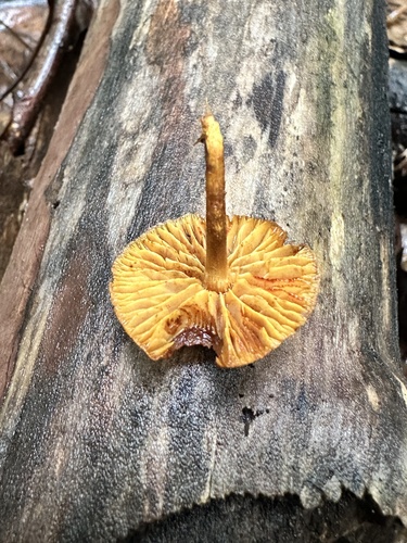 Pholiota