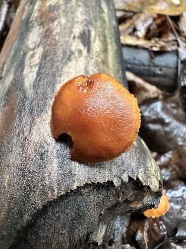 Pholiota (Photo 2 of 2)
