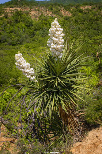 Yucca capensis