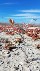 Astragalus magdalenae