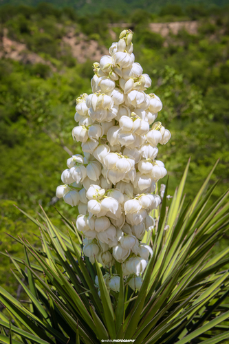 Yucca capensis