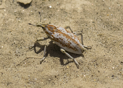 Apleurus albovestitus