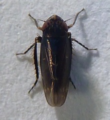 Deltocephalus