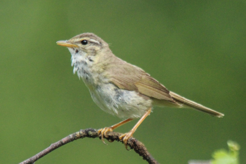 Mosquitero de Schwarz (Phylloscopus schwarzi)