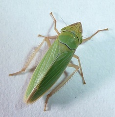 Draeculacephala crassicornis