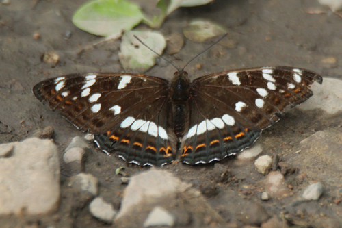 Poplar Admiral