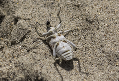 Apleurus albovestitus