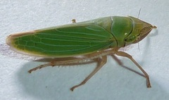 Draeculacephala crassicornis