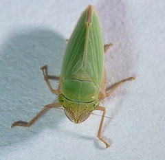 Draeculacephala crassicornis