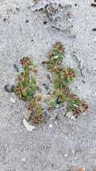 Euphorbia vizcainensis