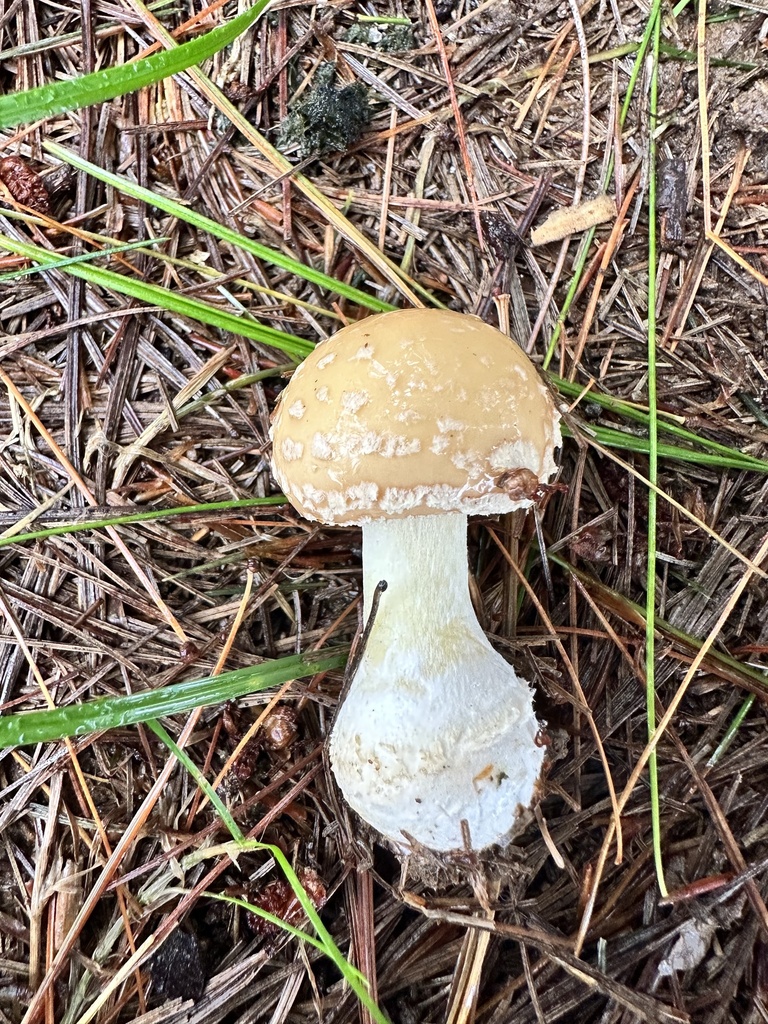 Poison Champagne Amanita from Grafton Shop Rd, Forest Hill, MD, US on