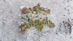 Euphorbia vizcainensis