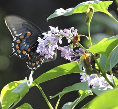 Battus philenor hirsuta
