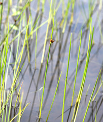 Bolboschoenus planiculmis