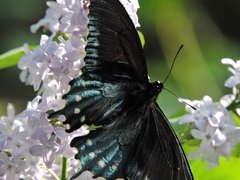 Battus philenor hirsuta