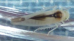 Edwardsiana commissuralis