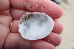 Semele rubropicta