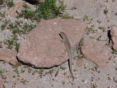 Liolaemus constanzae