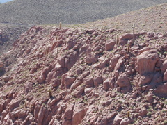 Trichocereus atacamensis