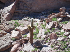 Trichocereus atacamensis