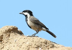 Grey Tit photo 4