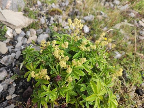 Alchemilla nitida