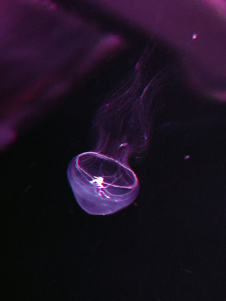 Eirene lactea