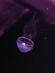Eirene lactea