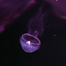 Eirene lactea