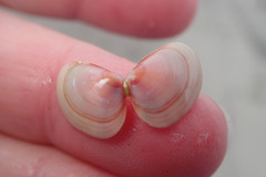 Tellina nuculoides