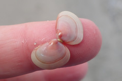Tellina nuculoides