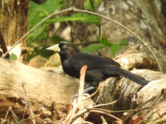 Amblycercus holosericeus