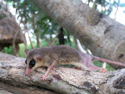 Yucatan Gray Mouse Opossum